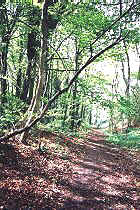 uley woods